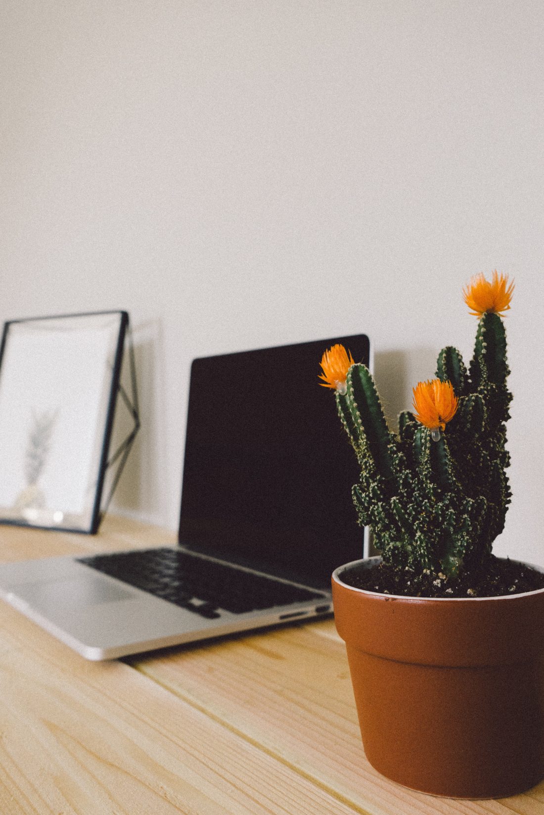 cactus-close-up-desk-311460